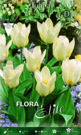 Tulip Concerto