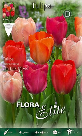 Tulip Darwin Hybr. van Eijk Mixed