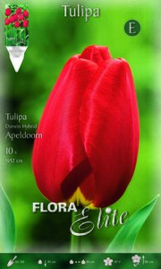 Tulip Darwin Hybrid Apeldoorn