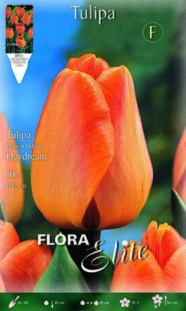 Tulip Darwin Hybrid Daydream