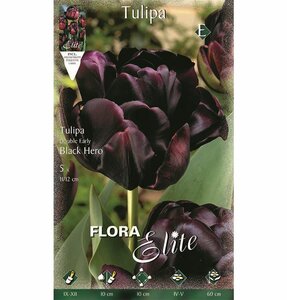 Tulip Double Late Black Hero