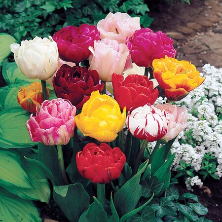 Tulip Double Mixed