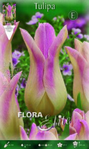 Tulip Elegant Lady
