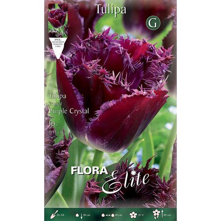 Tulip Fringed Purple Crystal