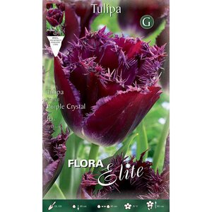Tulip Fringed Purple Crystal