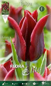 Tulip Lasting Love