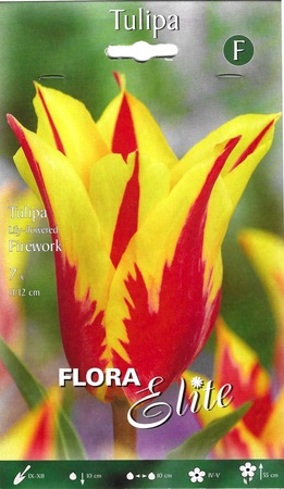 Tulip Lily-flowered Firework