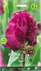 Tulip Parrot Prince