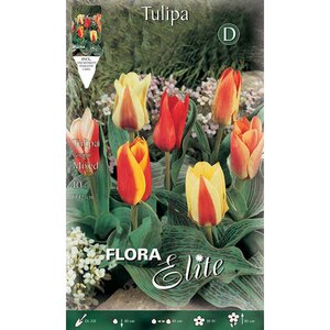 Tulip Peacock Mixed