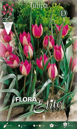 Tulip Persian Pearl