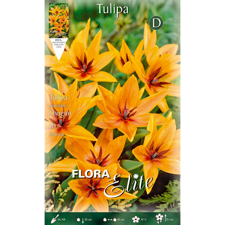 Tulip Praestans Shogun