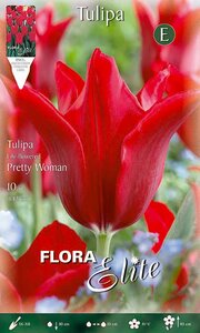 Tulip Pretty Woman