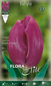 Tulip Purple Prince