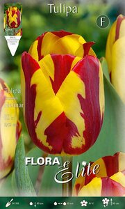Tulip Rembrandt (striped) Helmar