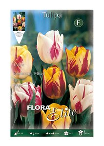 Tulip Rembrandt (striped) Mixed