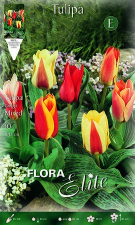 Tulip Shortstemmed Mixed