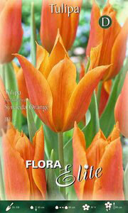 Tulip Synaeda Orange