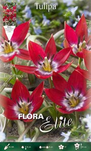 Tulip Tiny Timo