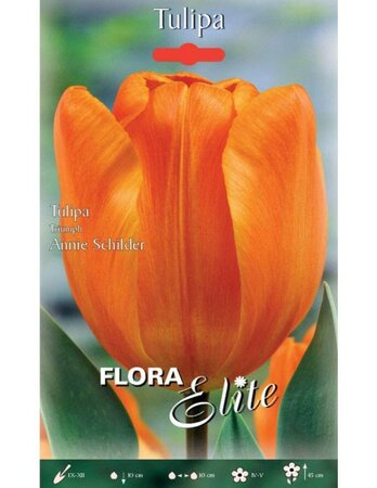 Tulip Triumph Annie Schilder