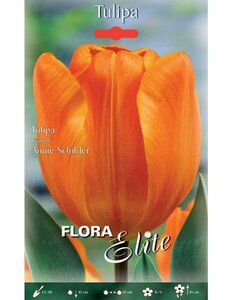 Tulip Triumph Annie Schilder