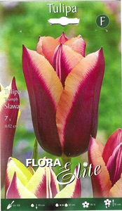 Tulip Triumph Slawa