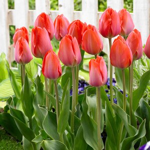 Tulip Trornto