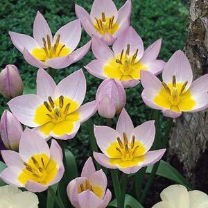 Tulipa Bakeri Lilac Wonder