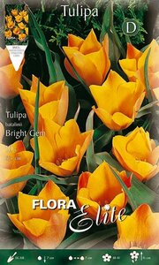 Tulipa Batalinii Bright Gem