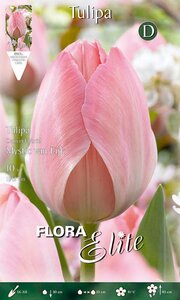 Tulipa Darwin Hybrid Mystic van Eijk