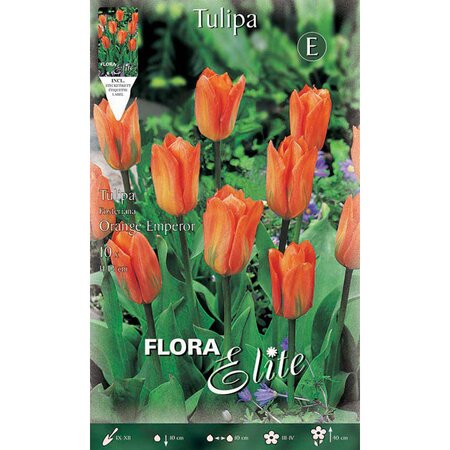 Tulipa Fosteriana Orange Emperor