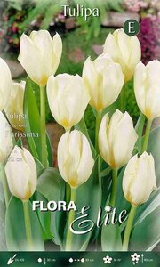 Tulipa fosteriana Purissima