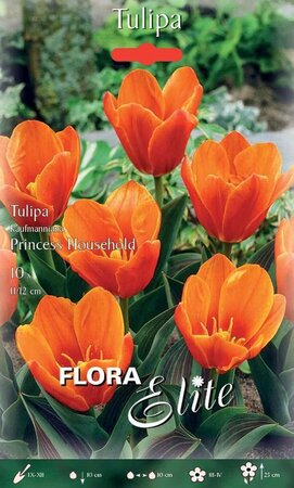 Tulipa kaufmanniana Princess Household