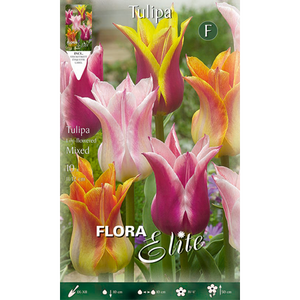 Tulipa Lily Flowered Mixed