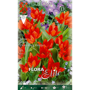 Tulipa Multiflow Praestans Zwanenburg