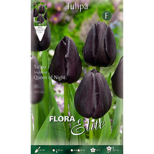 Tulipa Queen of the Night