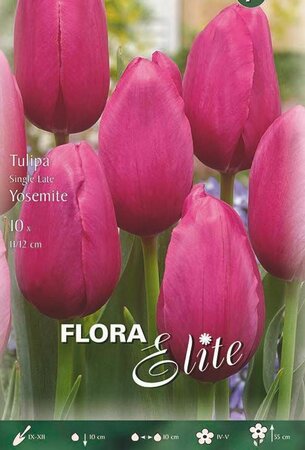 Tulipa single late Yosemite 7Pk