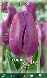 Tulipa Triumph Purple Flag