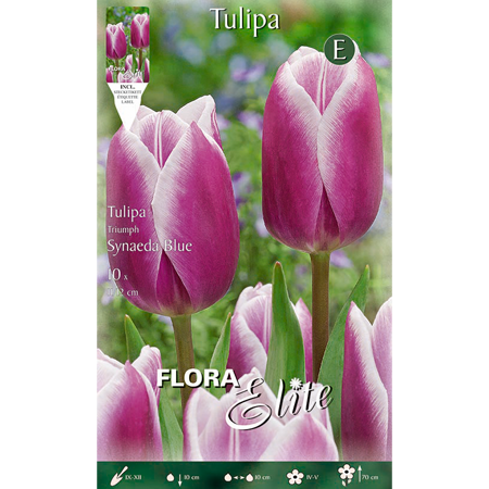 Tulipa Triumph Synaeda Blue