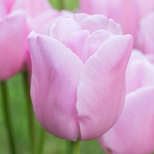 Tulips Pink XXL 10 bulbs