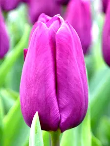 Tulips Purple XXL 10 bulbs