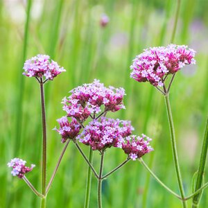 Verbena bonariensis 1L