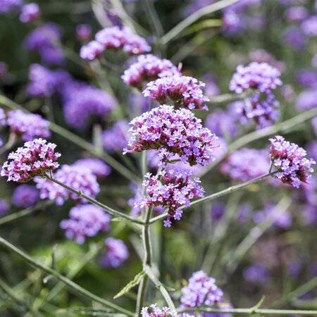 Verbena bonariensis 'Lollipop' 3L