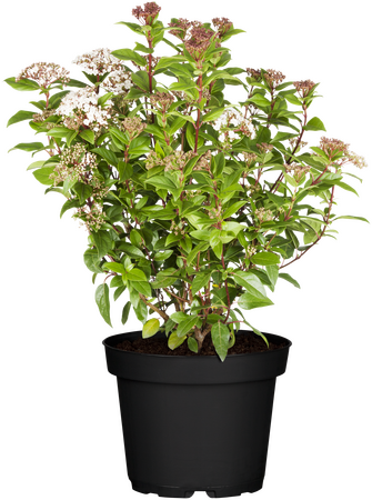 Viburnum tinus Eve Price
