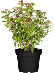 Viburnum tinus Eve Price