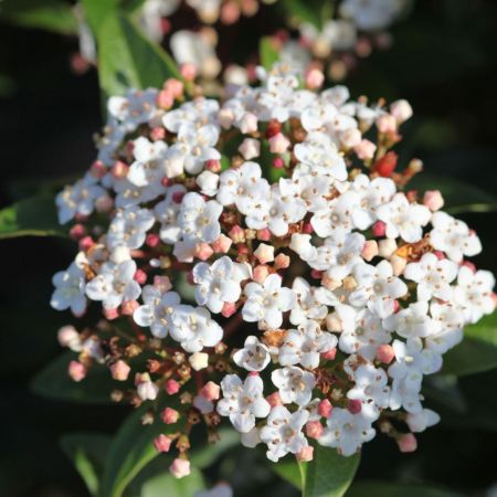 Viburnum tinus Spirit