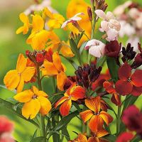 Wallflowers