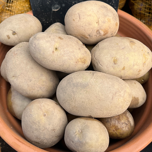 Wilja Second Early Potato