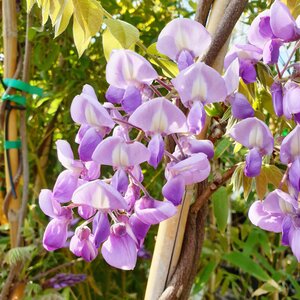 Wisteria brachbotrys Yokohama Fuji