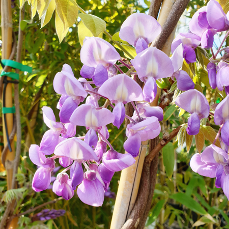 Wisteria brachbotrys Yokohama Fuji