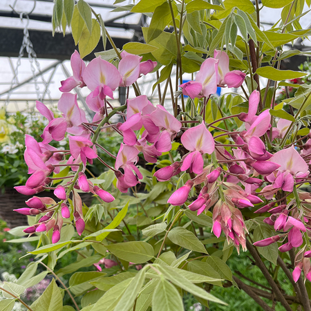 Wisteria brachybotrys Showa Beni